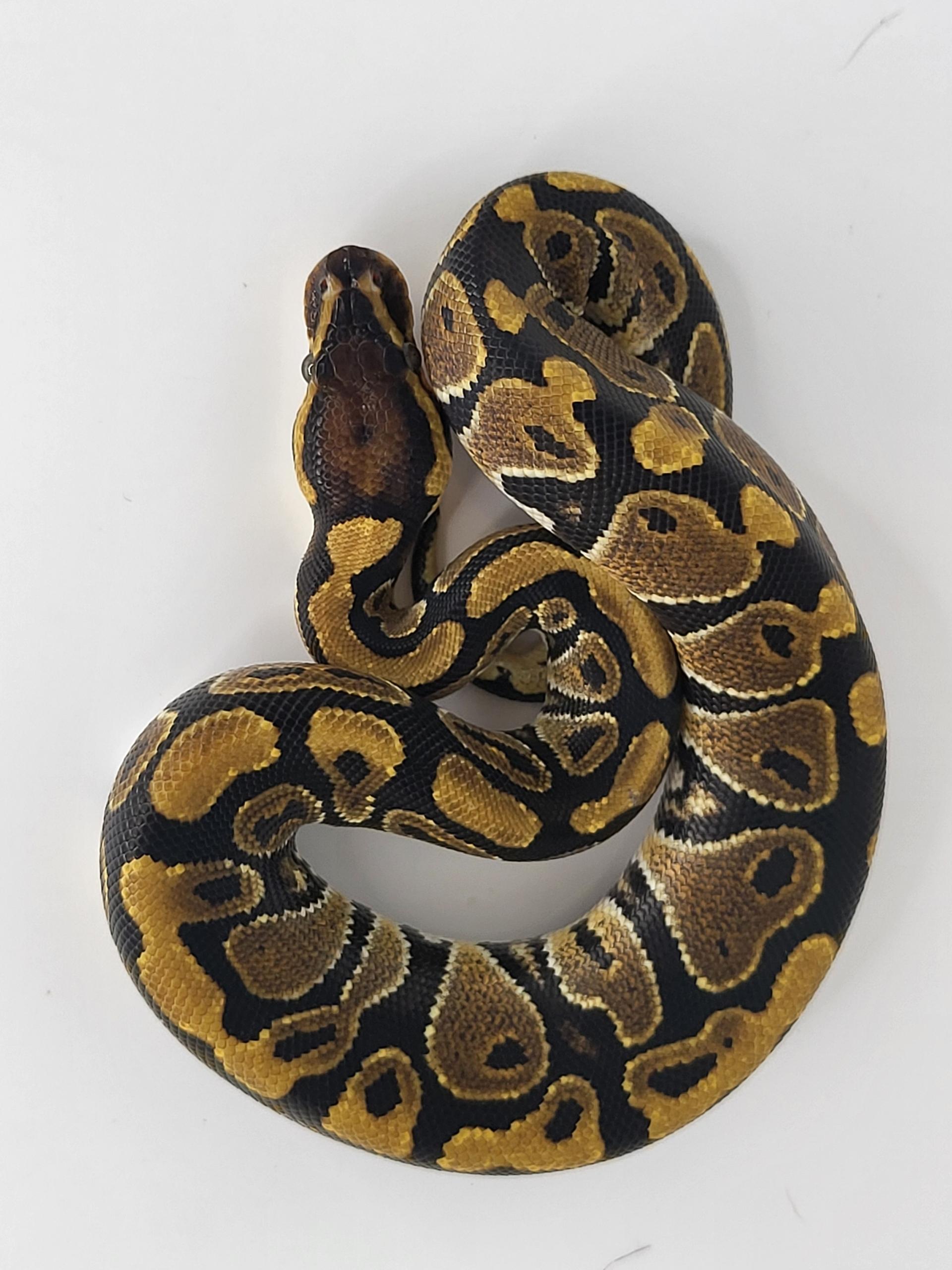 Ball Python Snake