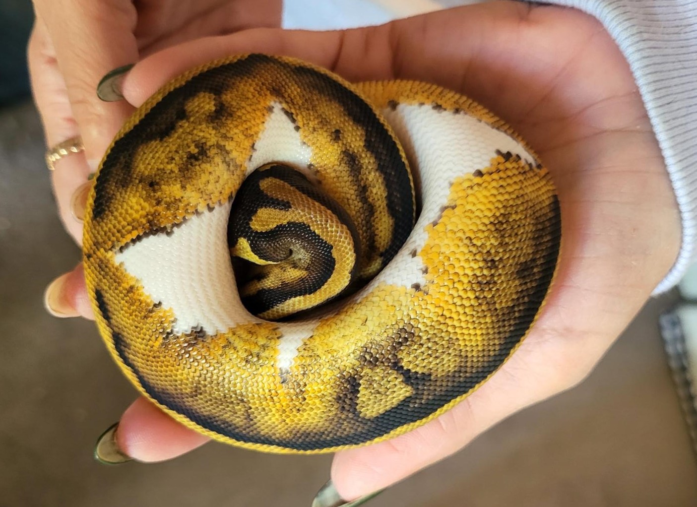 Ball Python Snake