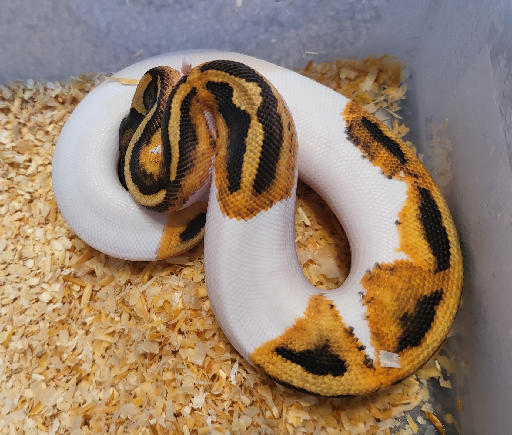 Ball Python Snake