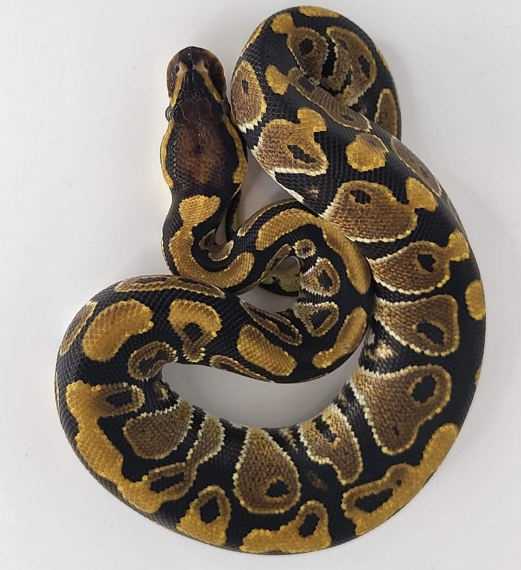 Ball Pythons