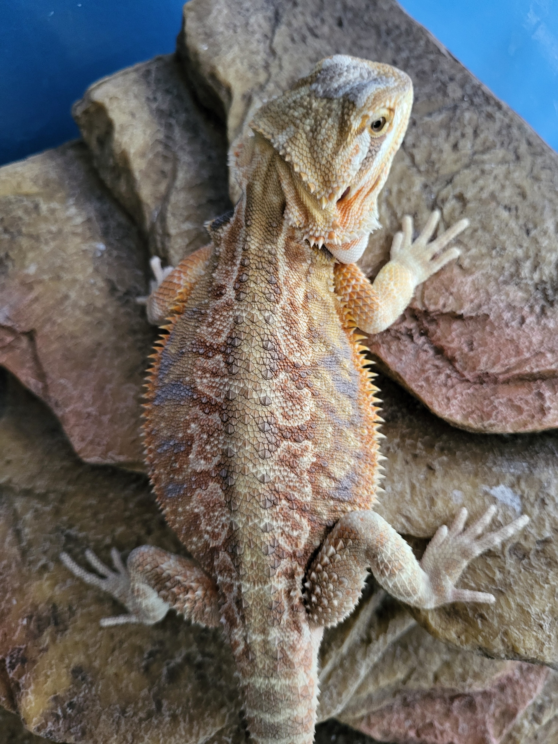 Bearded Dragon