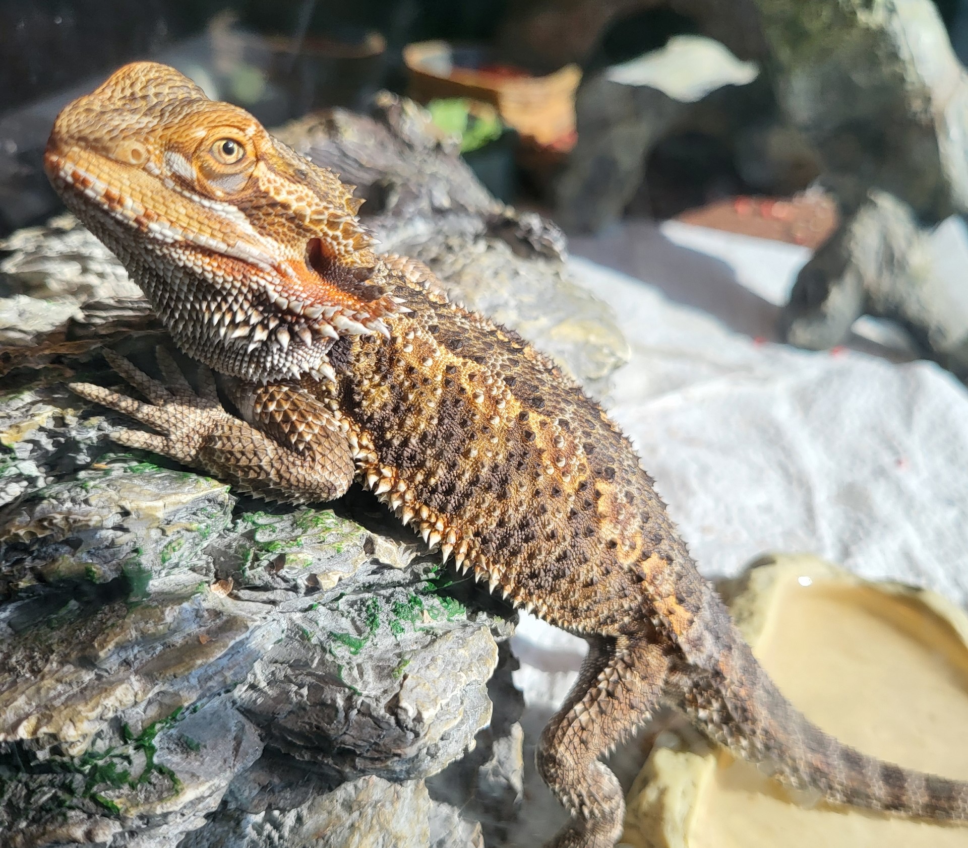 Bearded Dragon