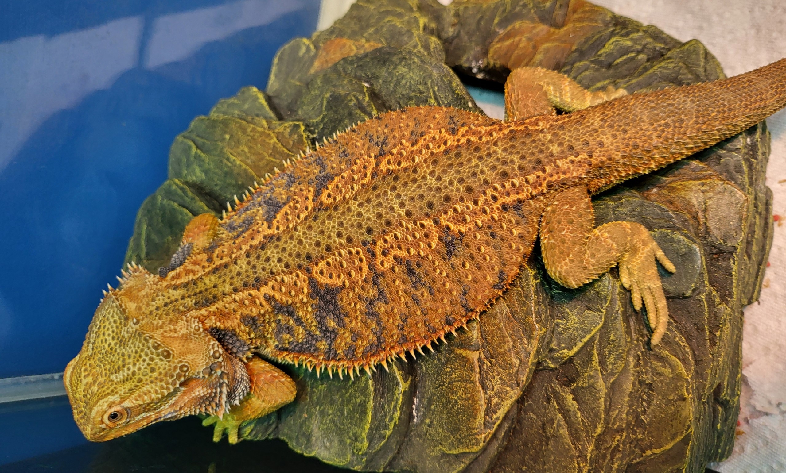 Bearded Dragon