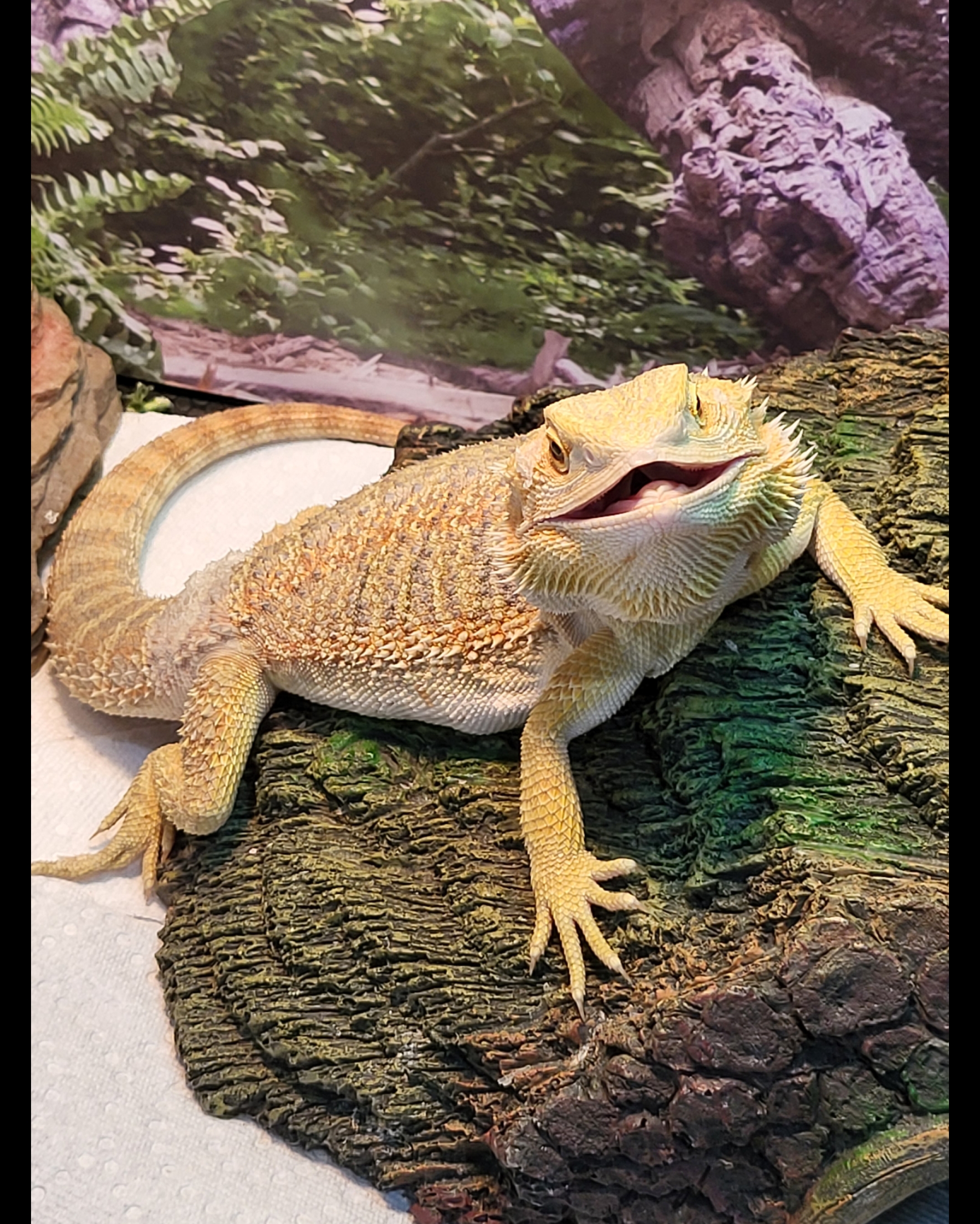 Bearded Dragon