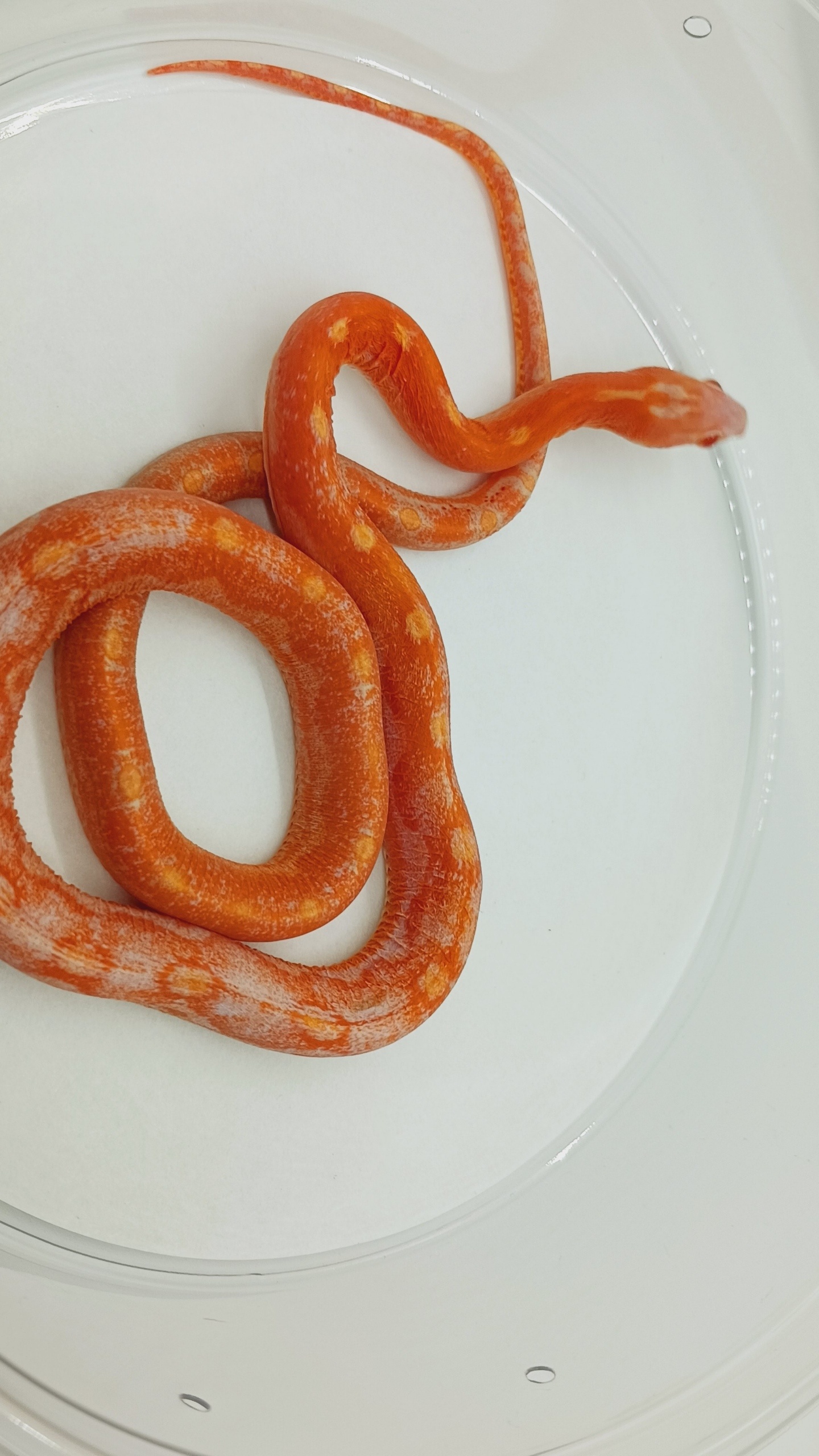 Corn Snake