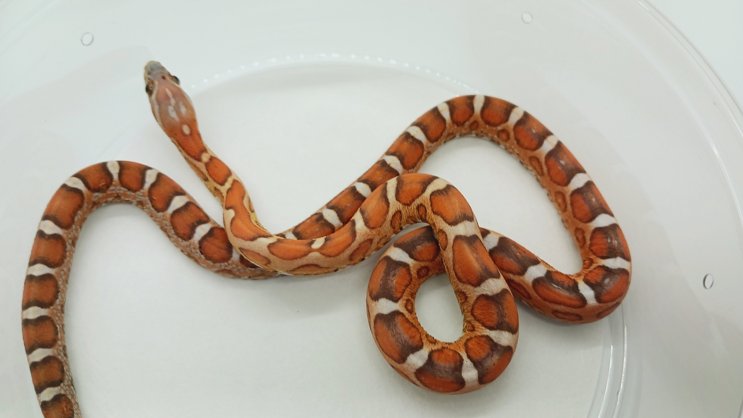 Corn Snake