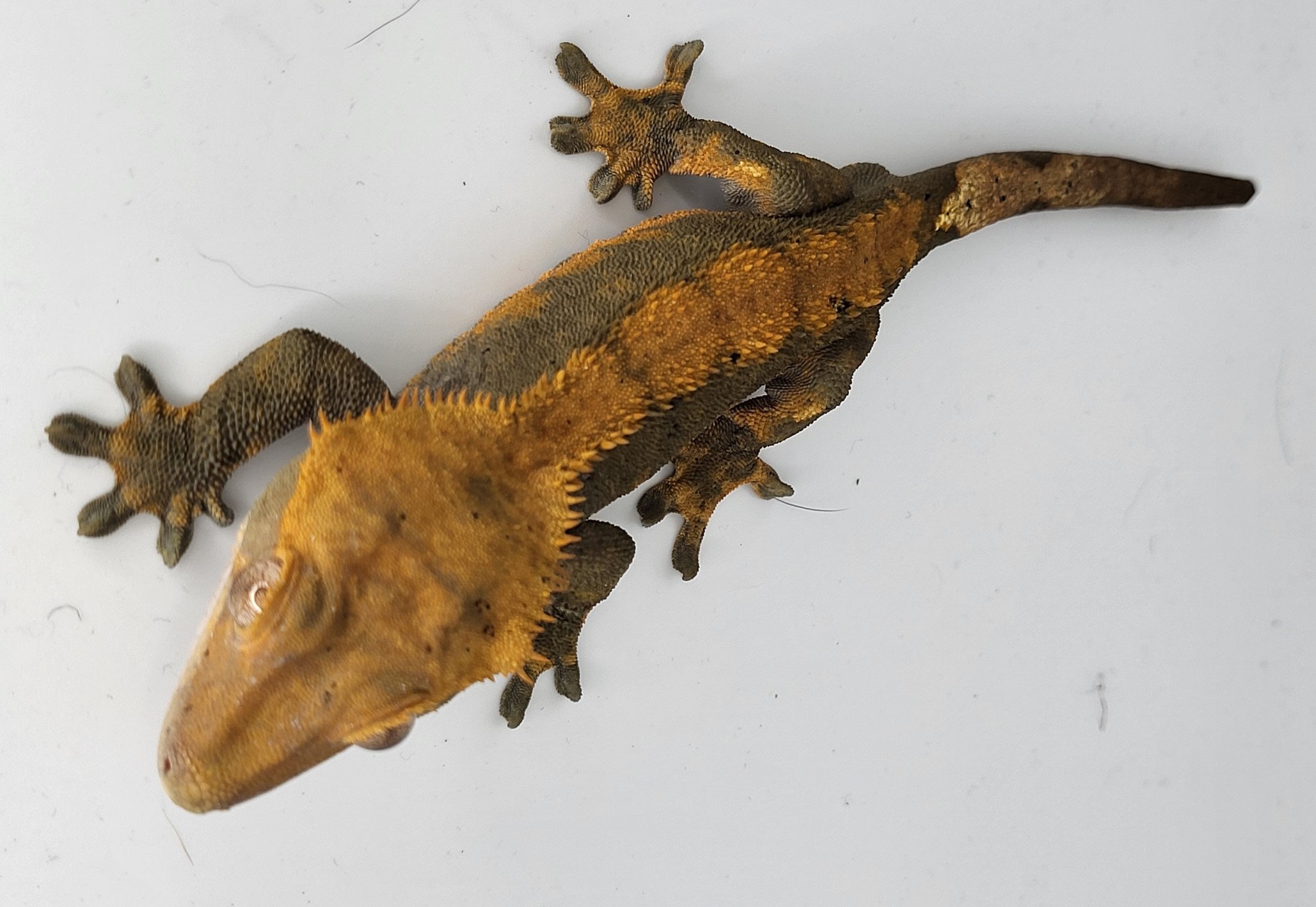 Crested Gecko