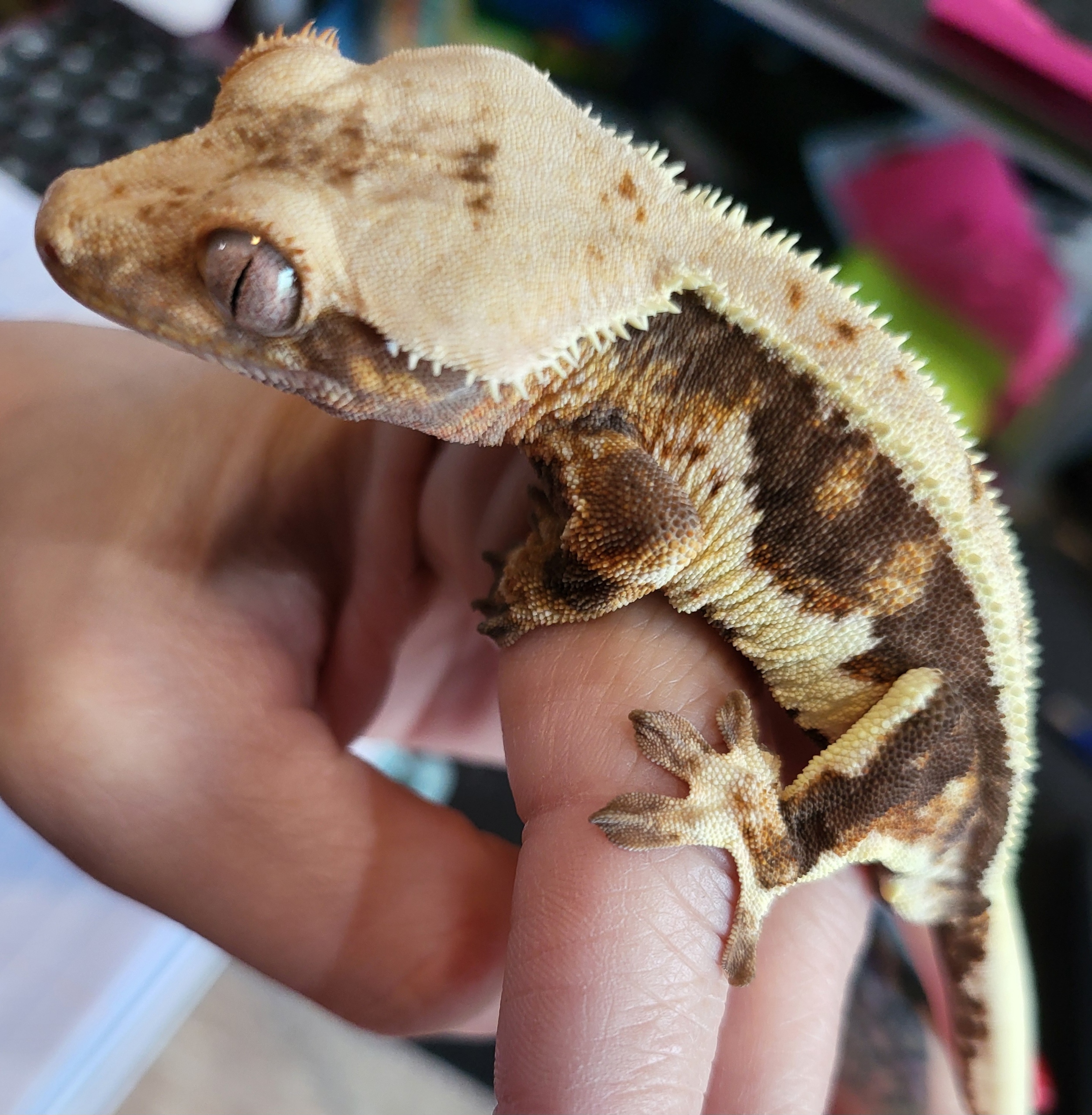 Crested Gecko