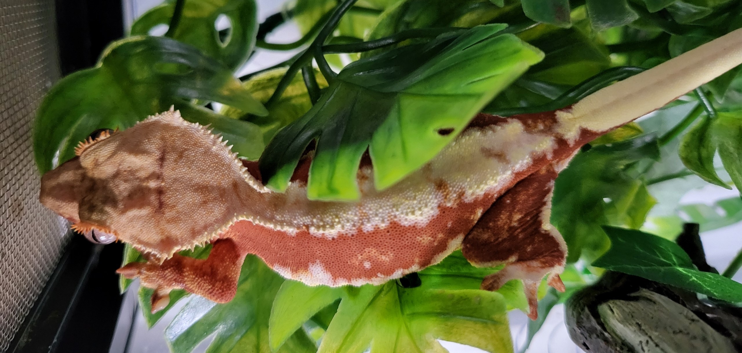 Crested Gecko