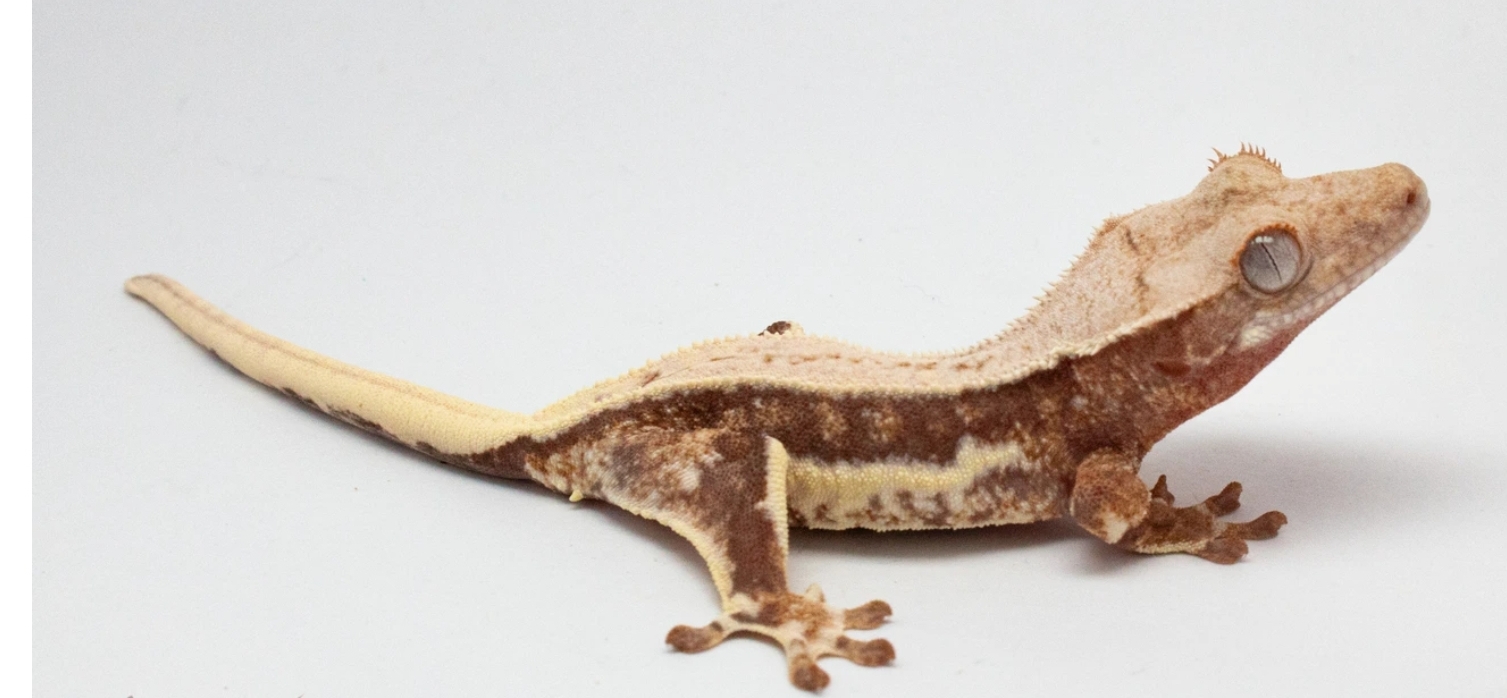 Crested Gecko