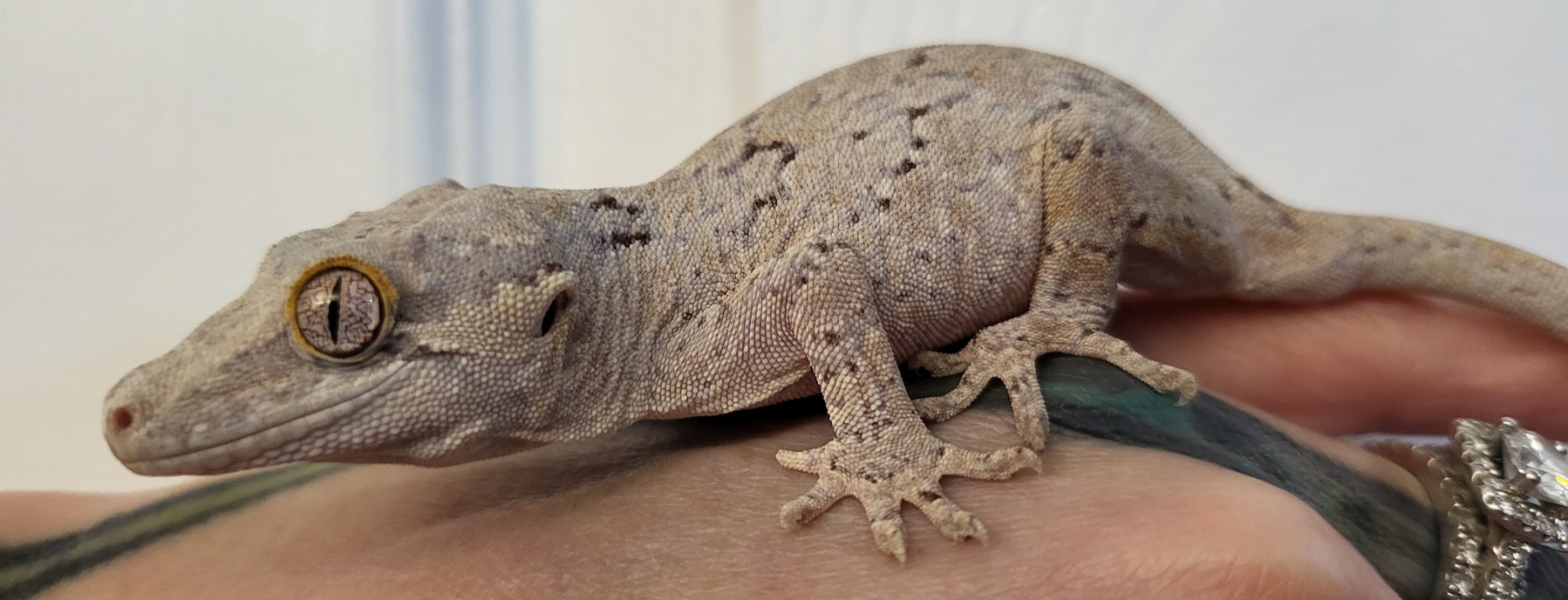 Gargoyle Gecko