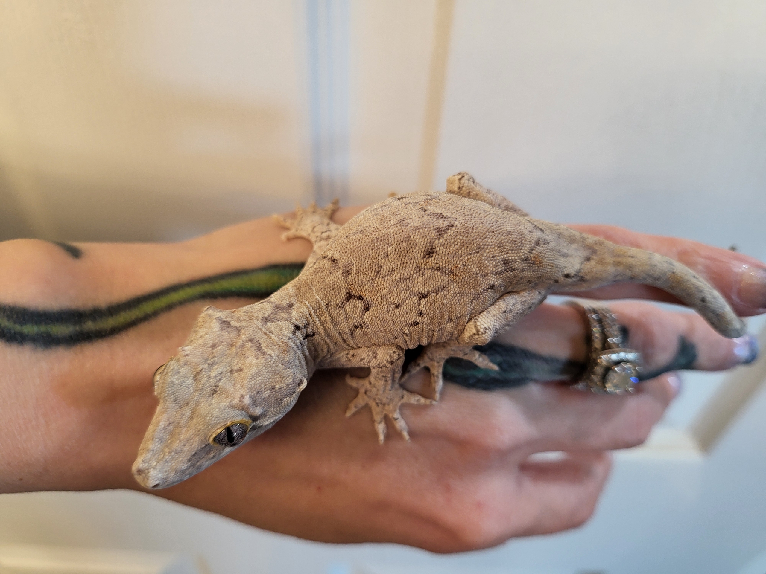 Gargoyle Gecko