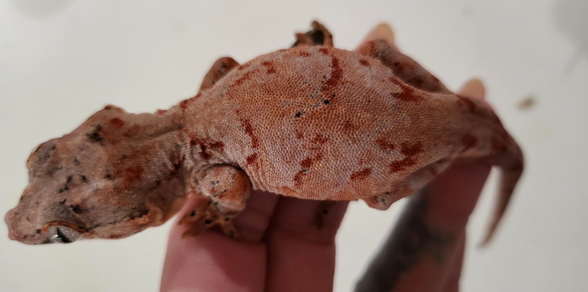 Gargoyle Gecko